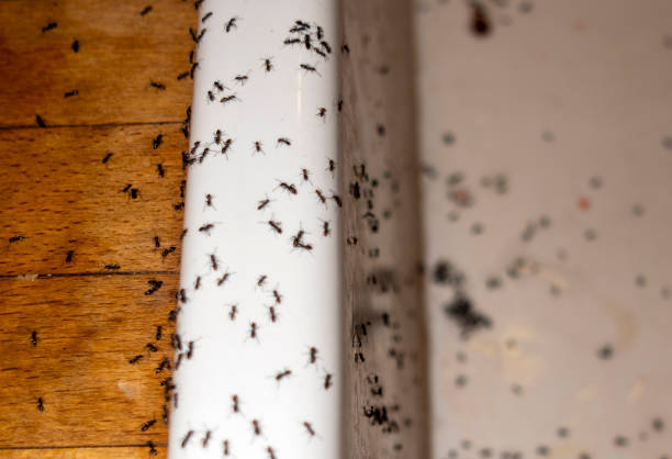 Best Residential Pest Control  in Riverside, IL